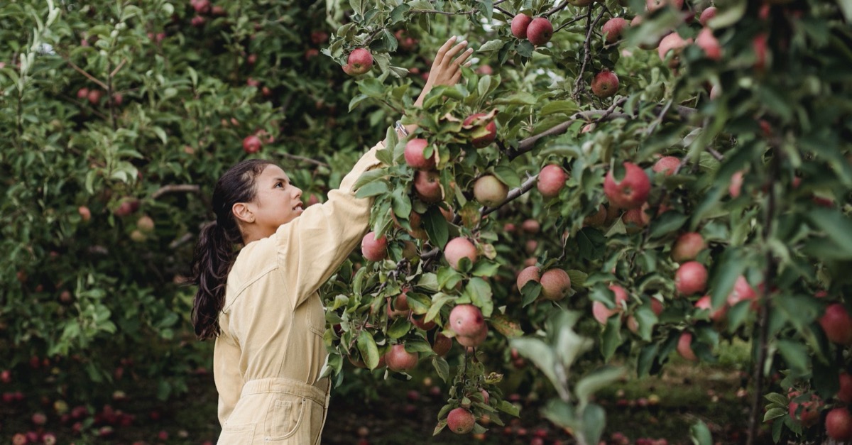 Picking apples Image: Pexels - Zen Chung