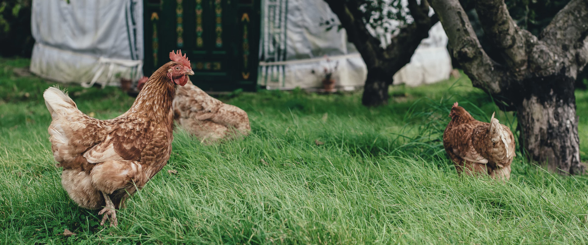 Cocks in a garden