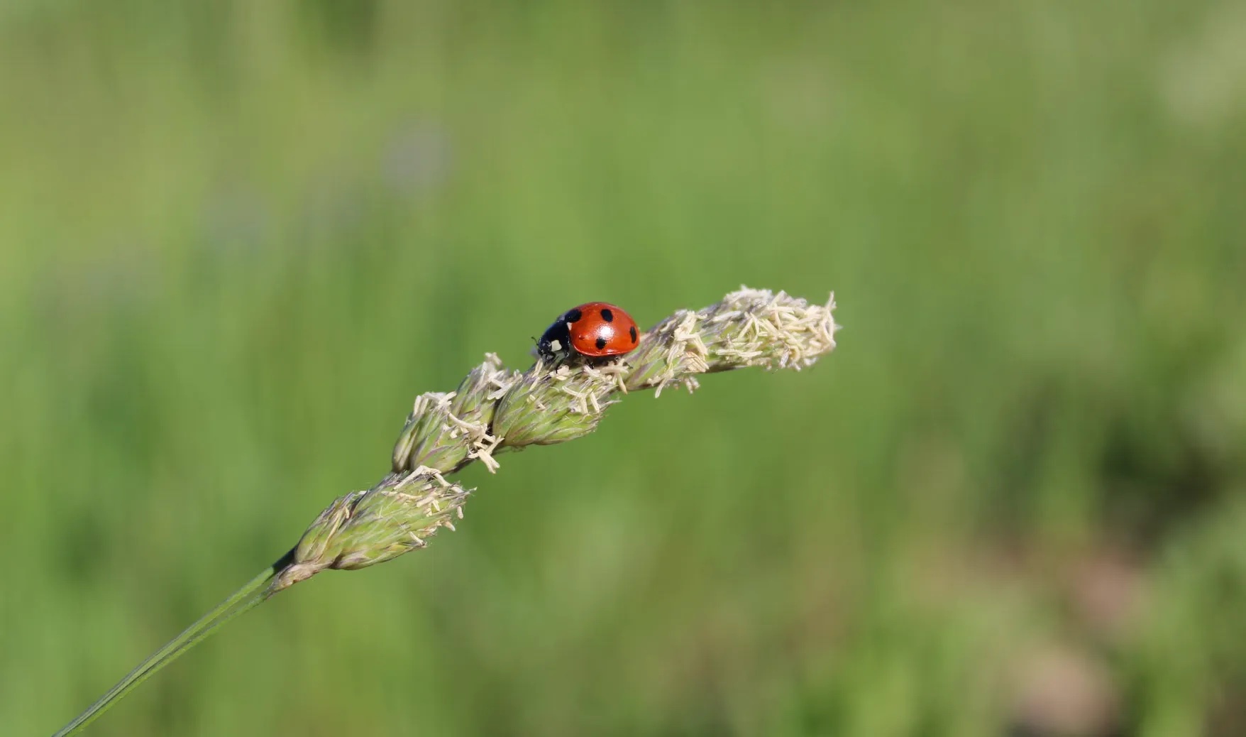 Ladybug on a plant. Image: Pexels - Paula