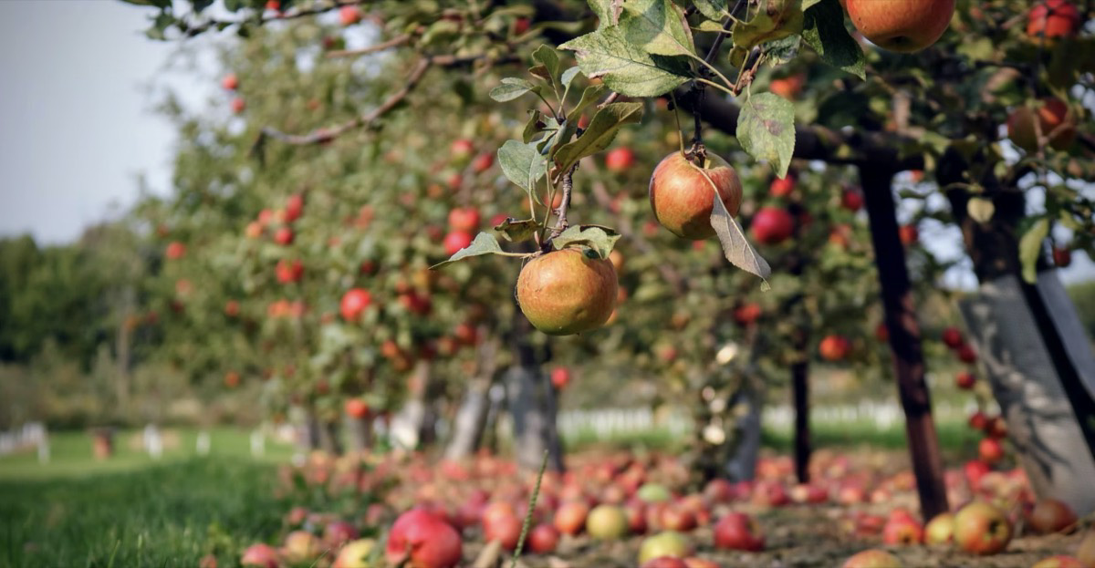 Apple orchard. Unsplash - Skylar Jay