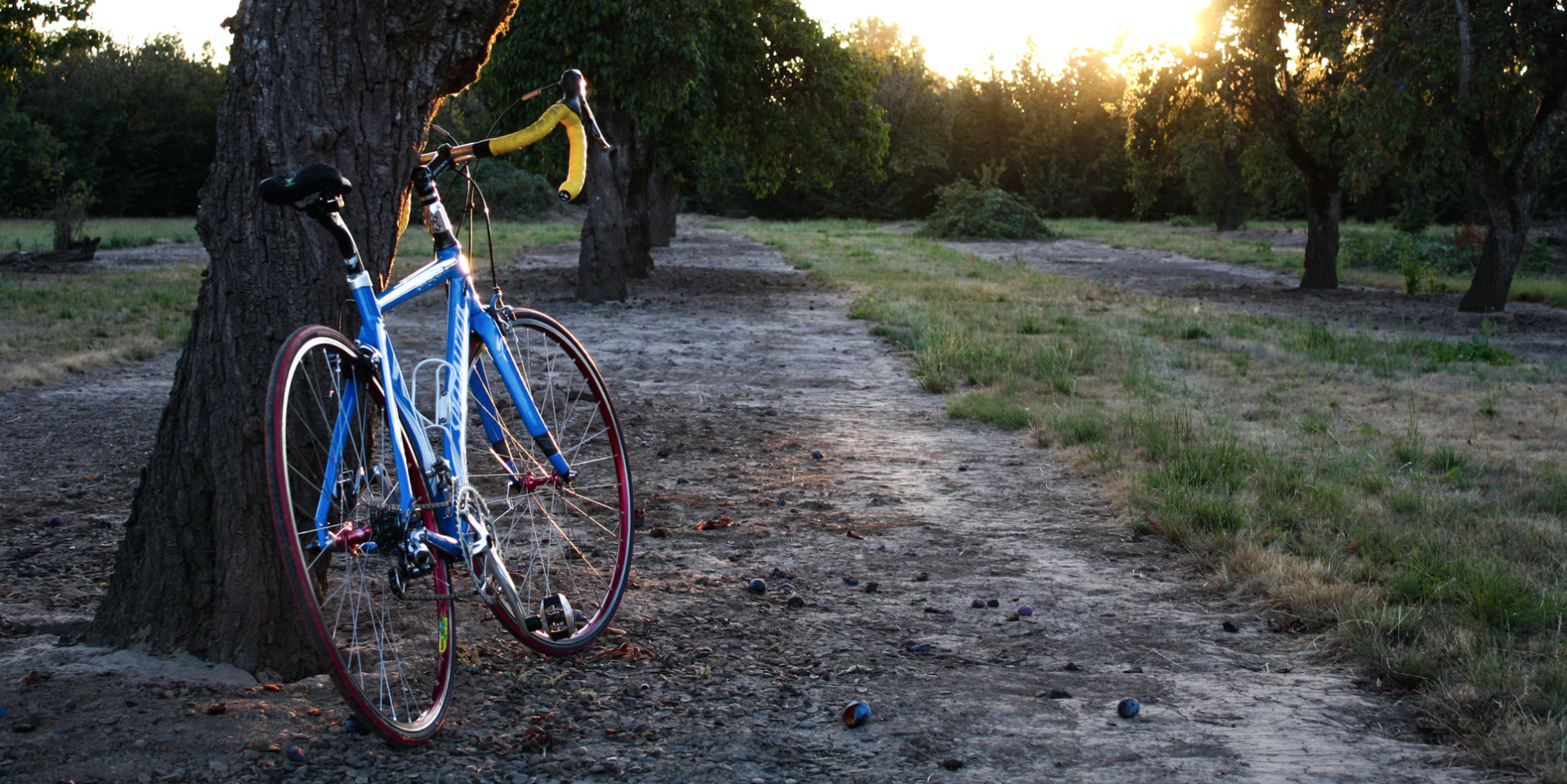 A bike leaning against a tree on a trail. 