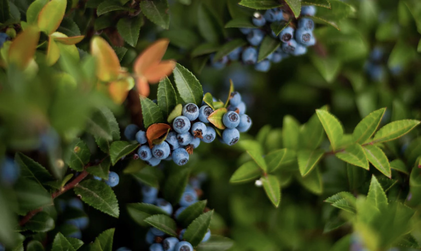 Blueberries growing on the vine