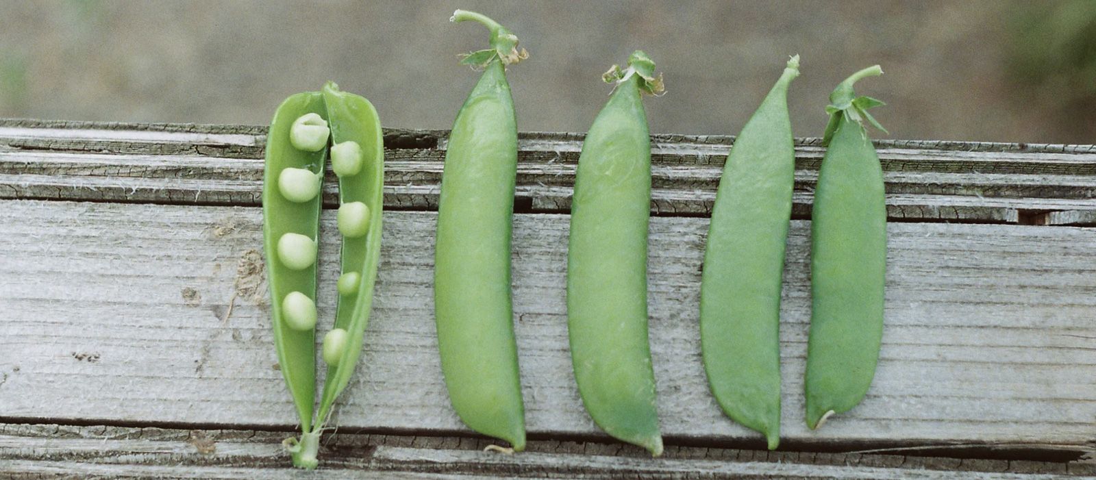 Green peas on a wooden table photographed
