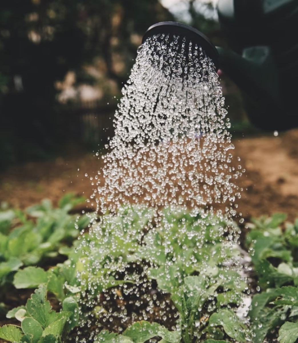 Watering plants 