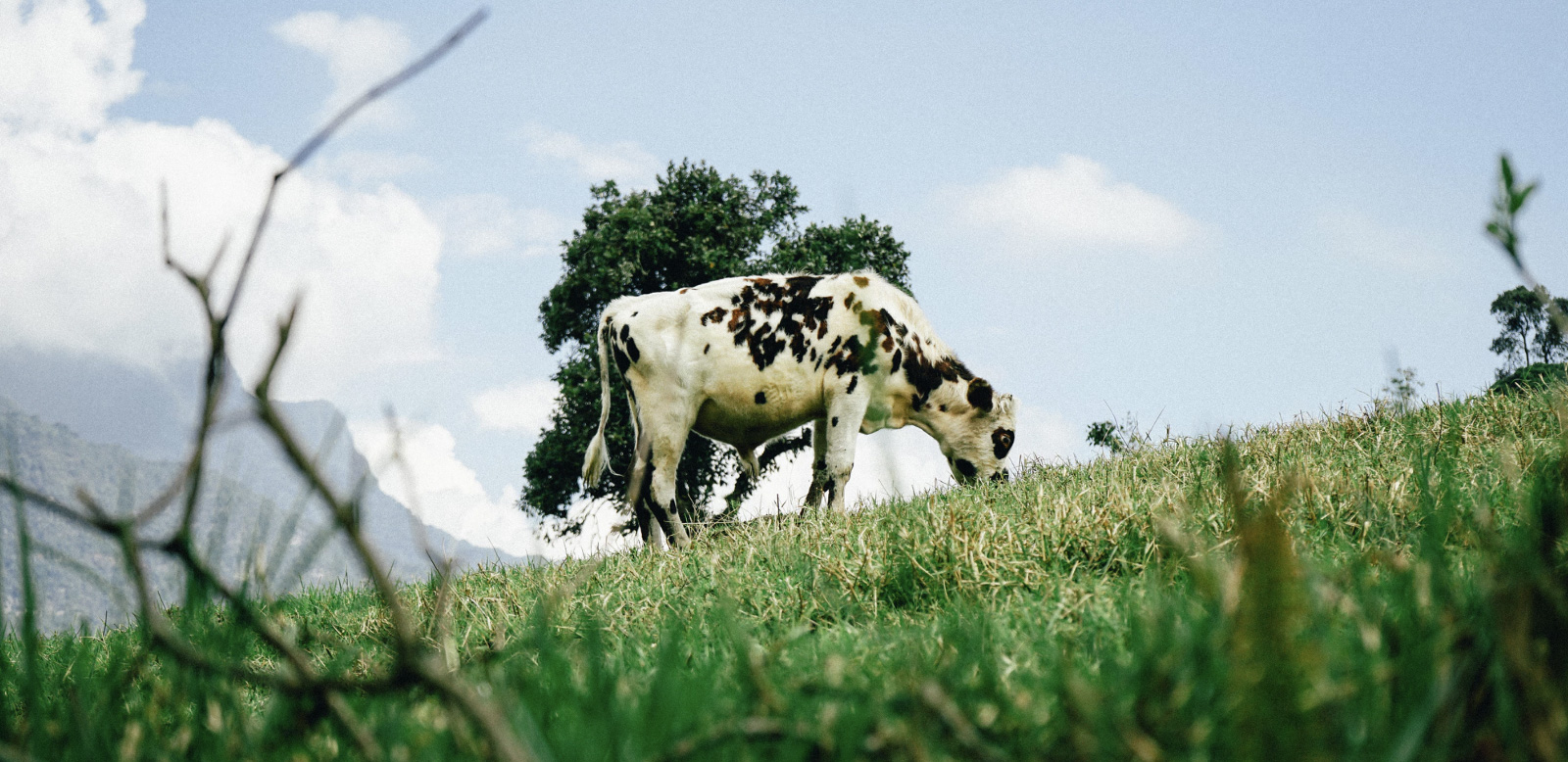 A cow out in the open, portraying grass-fed meat. 