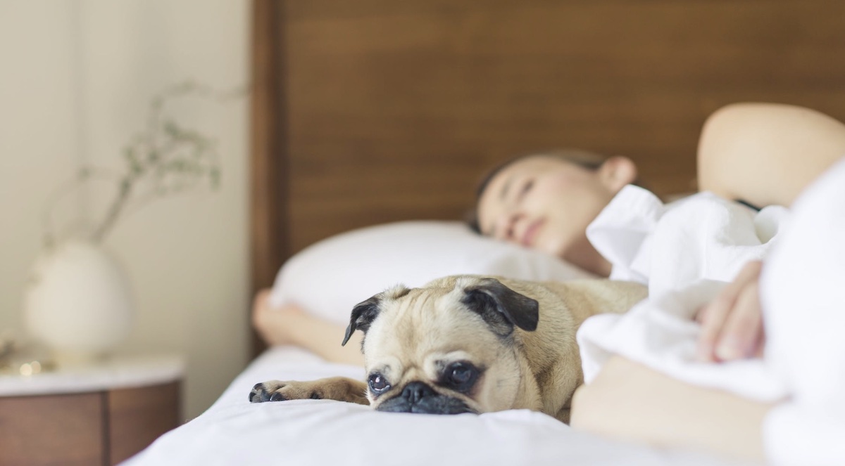 Woman sleeping with dog in bed. Image: Pexels - Burst